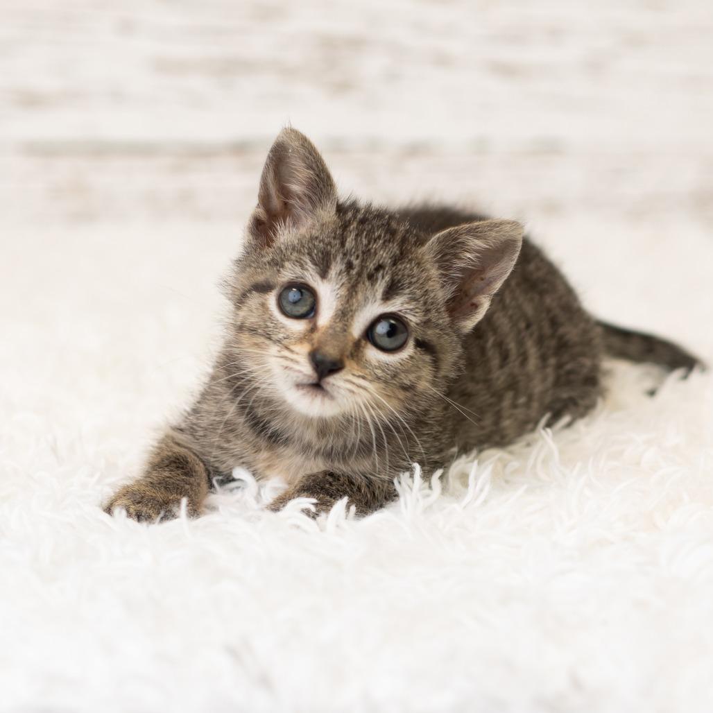 Viola Van Horn, a Adoptable Domestic Short Hair in St. Paul, MN image 3/6