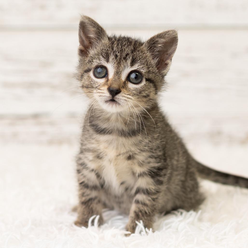 Viola Van Horn, a Adoptable Domestic Short Hair in St. Paul, MN image 4/6