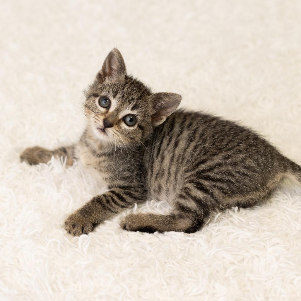 Viola Van Horn, a Adoptable Domestic Short Hair in St. Paul, MN image 5/6