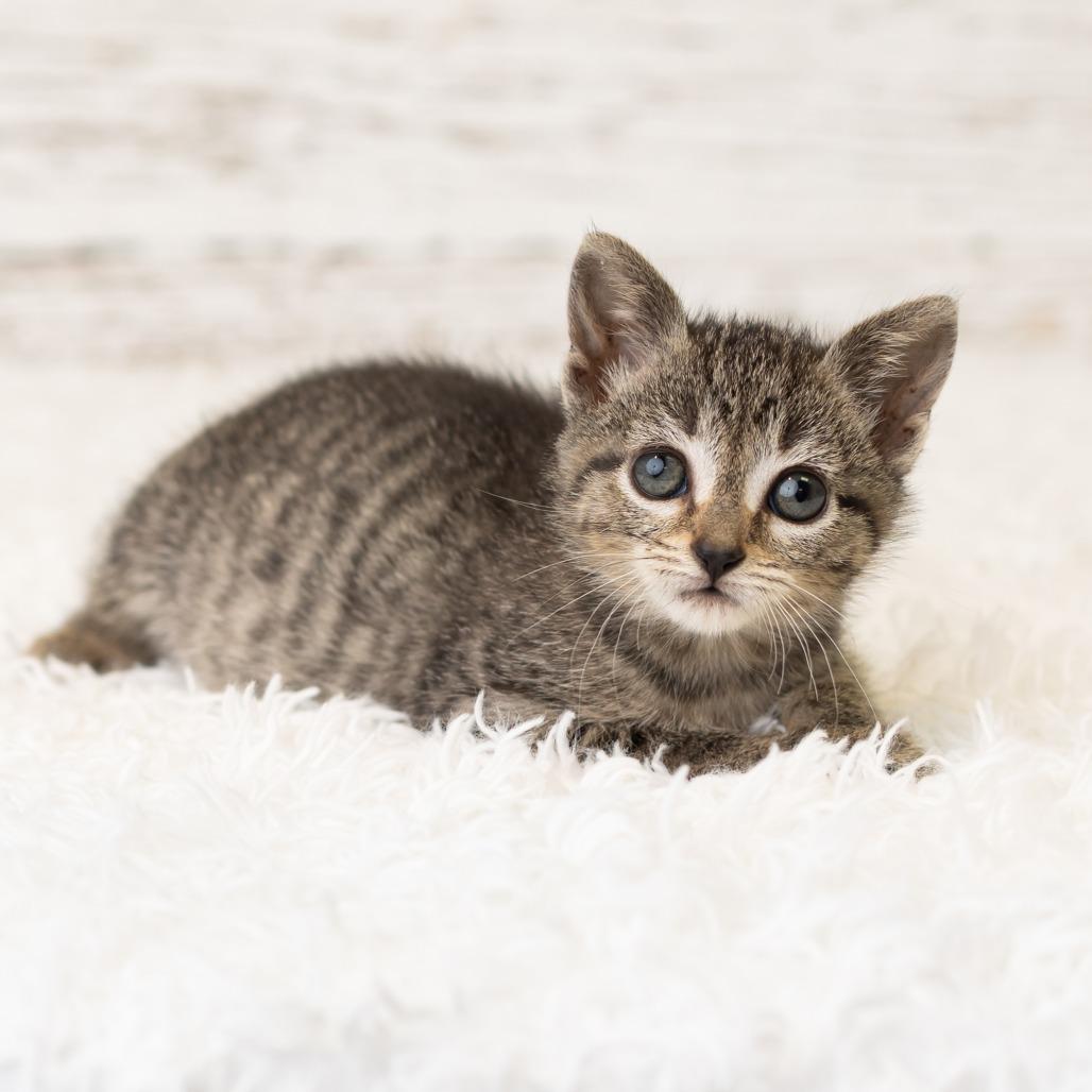 Viola Van Horn, a Adoptable Domestic Short Hair in St. Paul, MN image 6/6