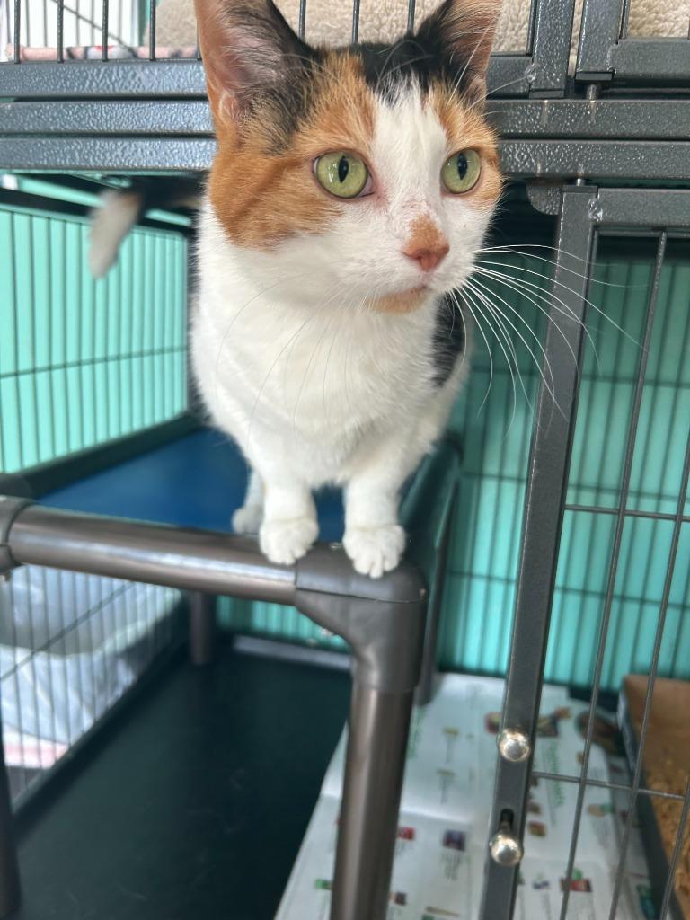 Snow White, Adoptable, Adult Female Domestic Short Hair.