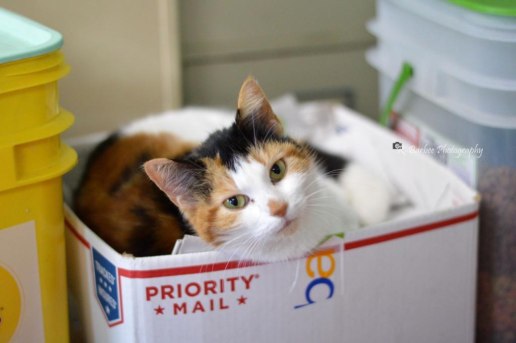 Enlarge Snow White, a Adoptable mixed breed in Chickamauga , GA image 2/4