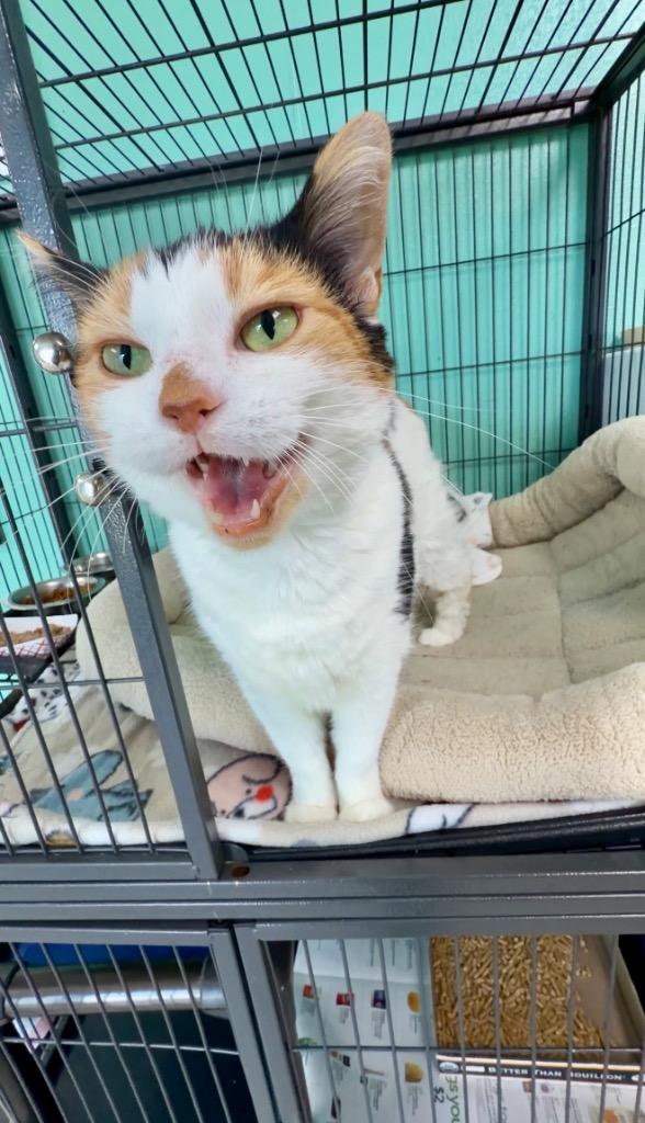 Enlarge Snow White, a Adoptable mixed breed in Chickamauga , GA image 3/4