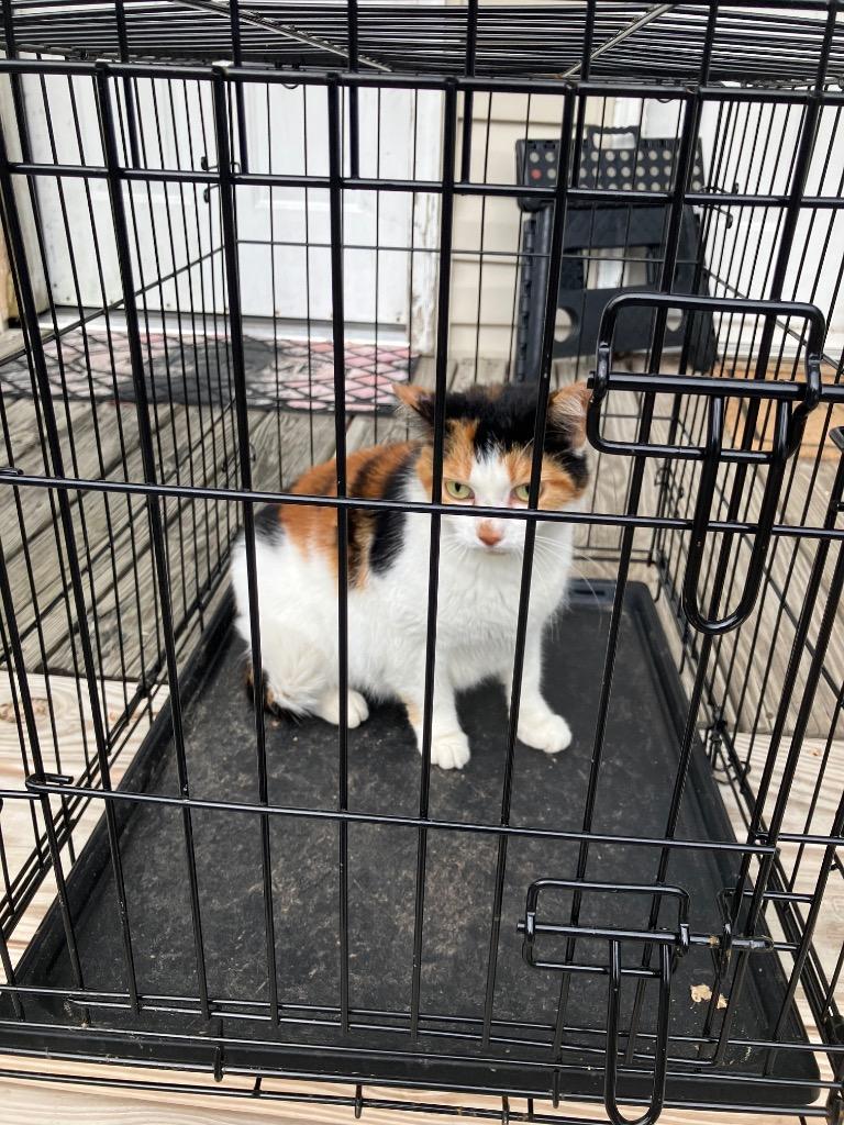 Enlarge Snow White, a Adoptable mixed breed in Chickamauga , GA image 4/4