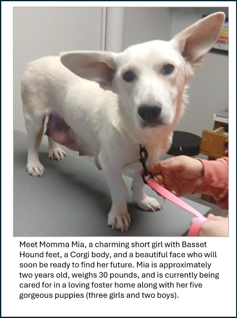 Marnie, a Adoptable mixed breed in Thompson Falls, MT image 1/3