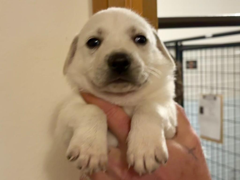 Marnie, a Adoptable mixed breed in Thompson Falls, MT image 3/3