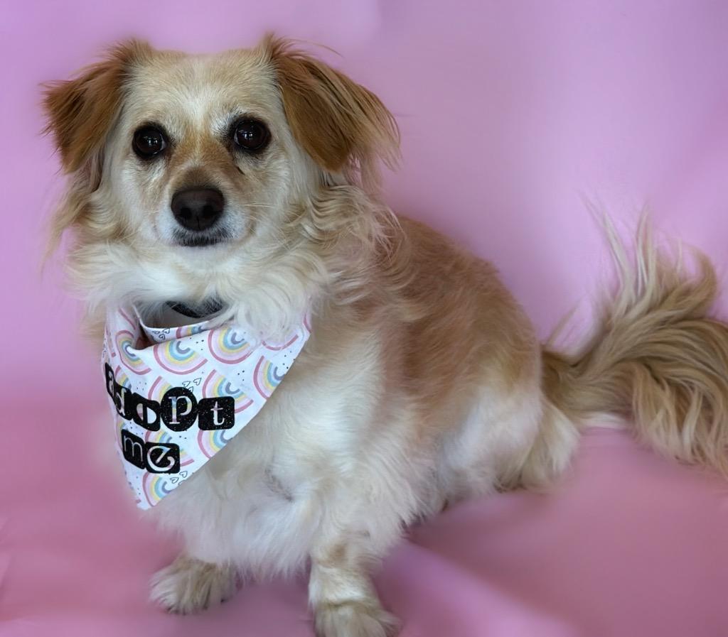 Enlarge Sophia, an adopted mixed breed in Columbus, NE image 1/1