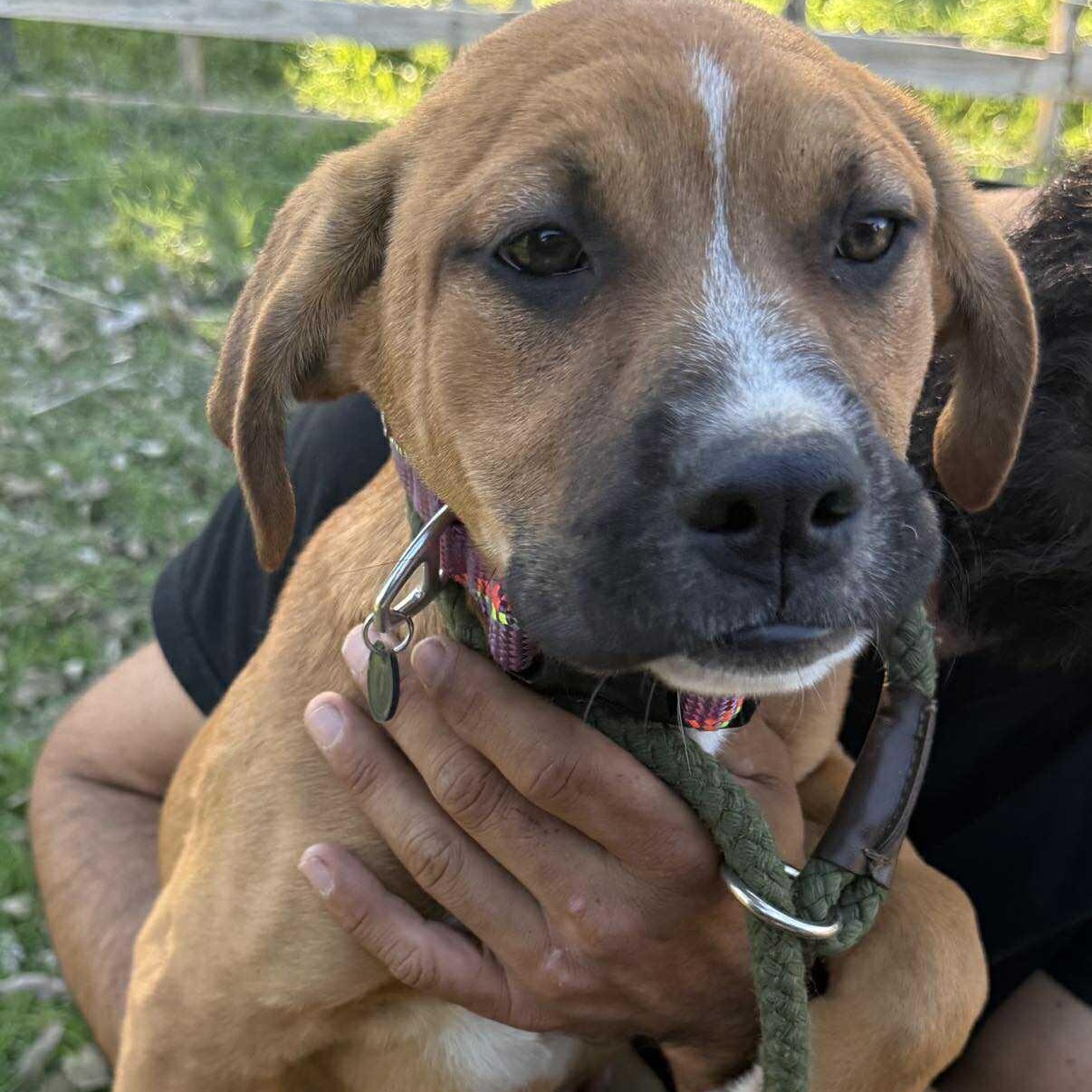 Dixie, ADOPTABLE, Puppy Female Mixed Breed.