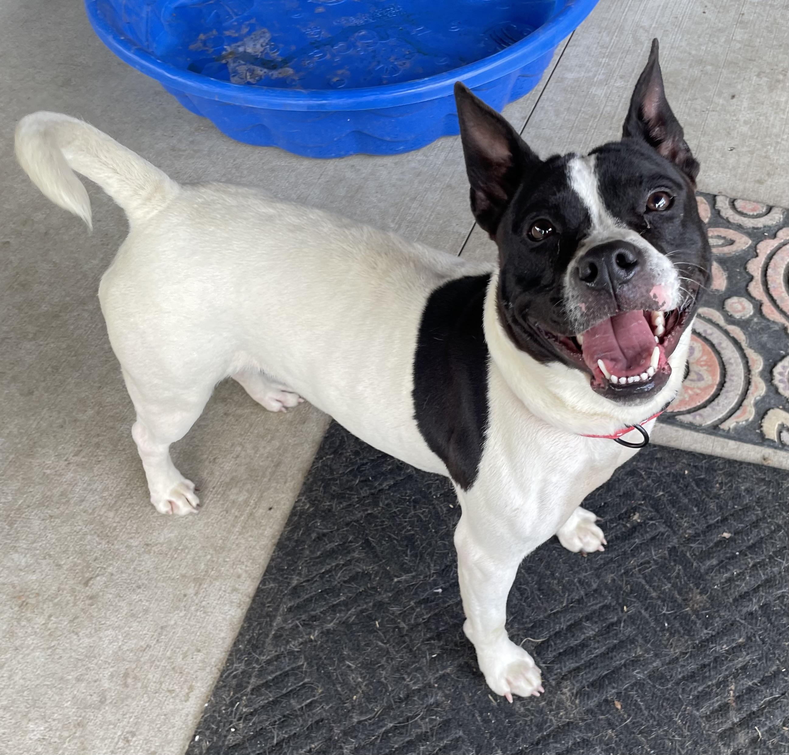 Plum ADOPTED, a ADOPTABLE mixed breed in Canton, OH image 1/5