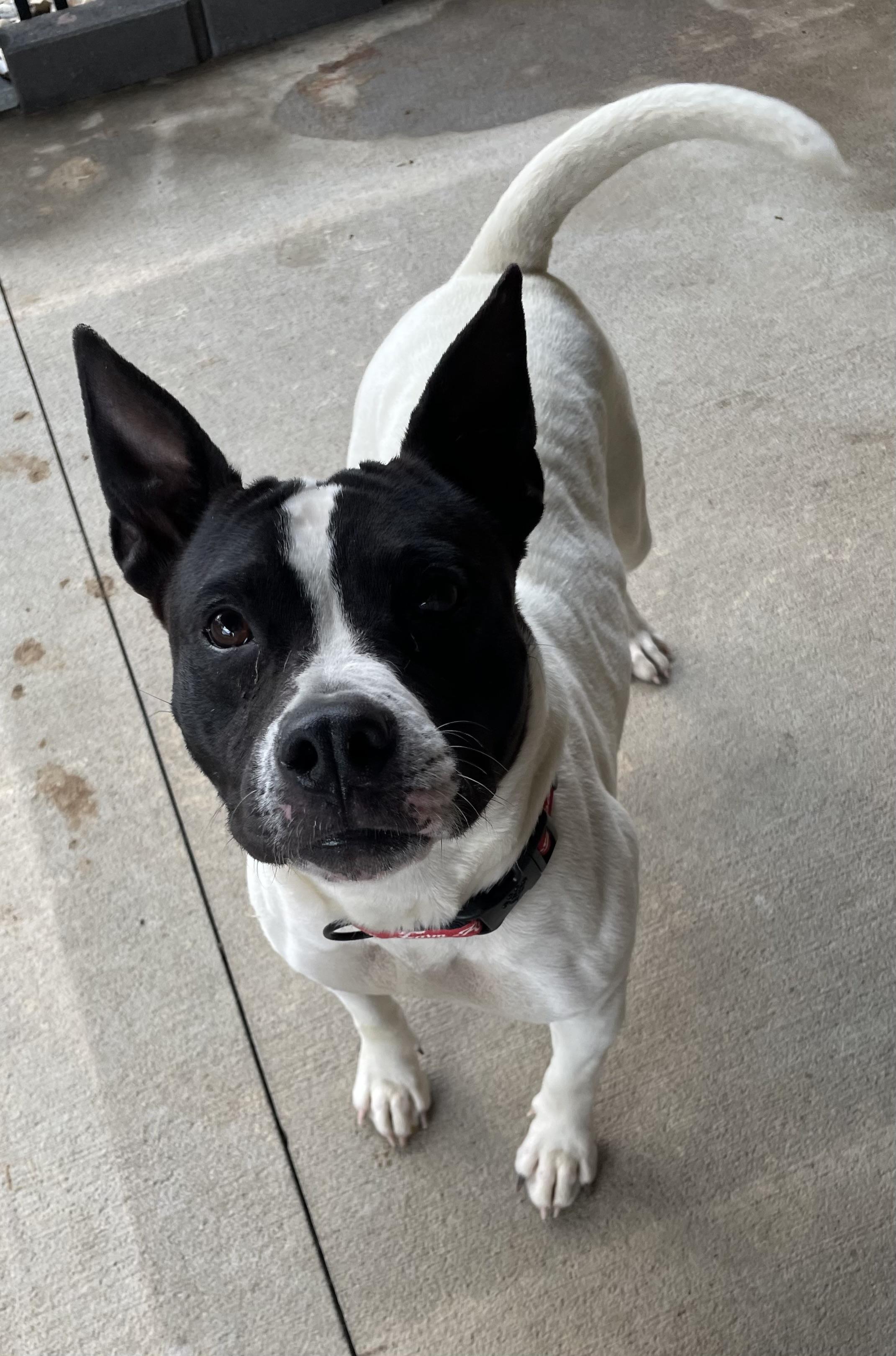 Plum ADOPTED, a ADOPTABLE mixed breed in Canton, OH image 2/5