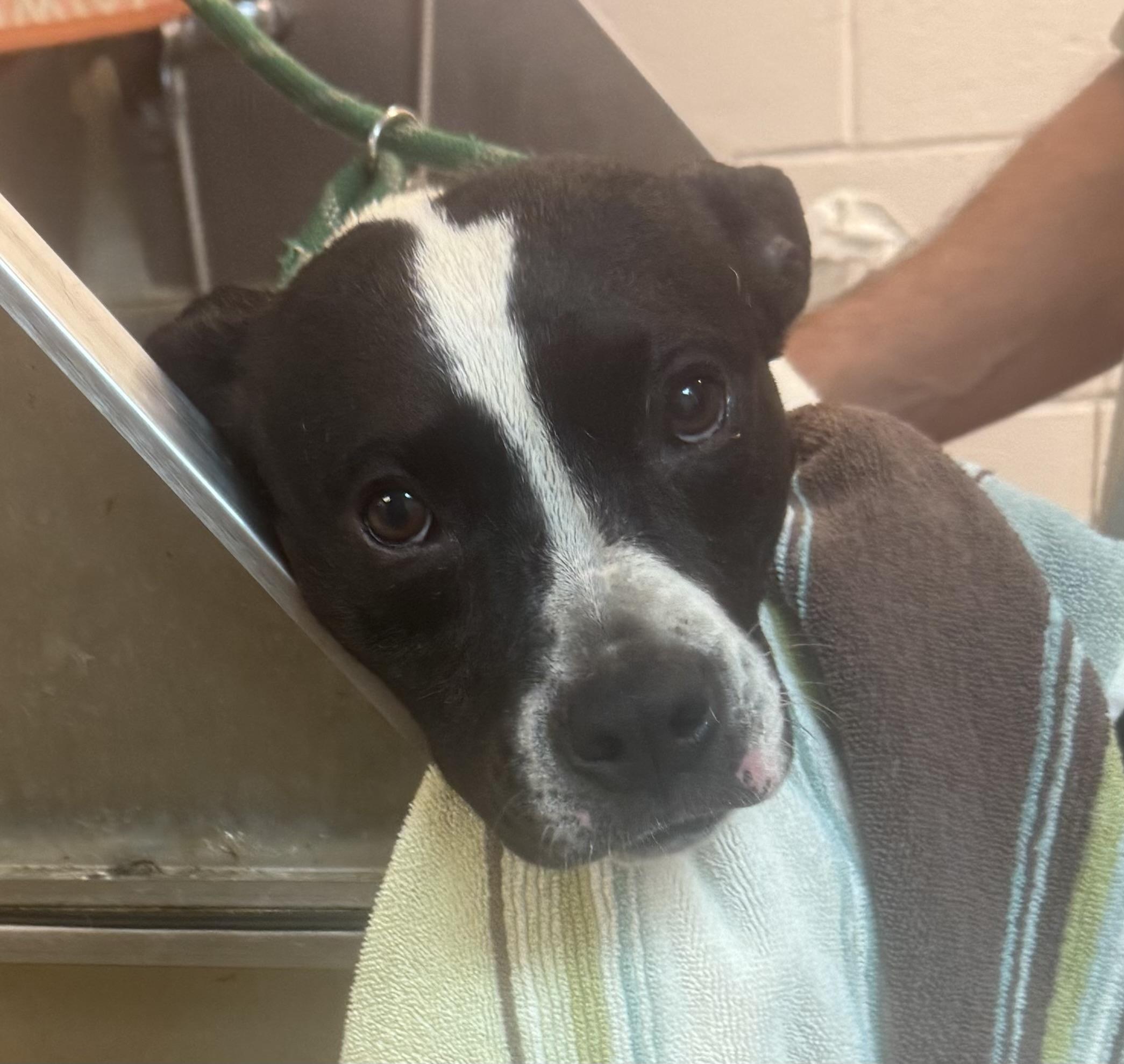 Plum ADOPTED, a ADOPTABLE mixed breed in Canton, OH image 4/5