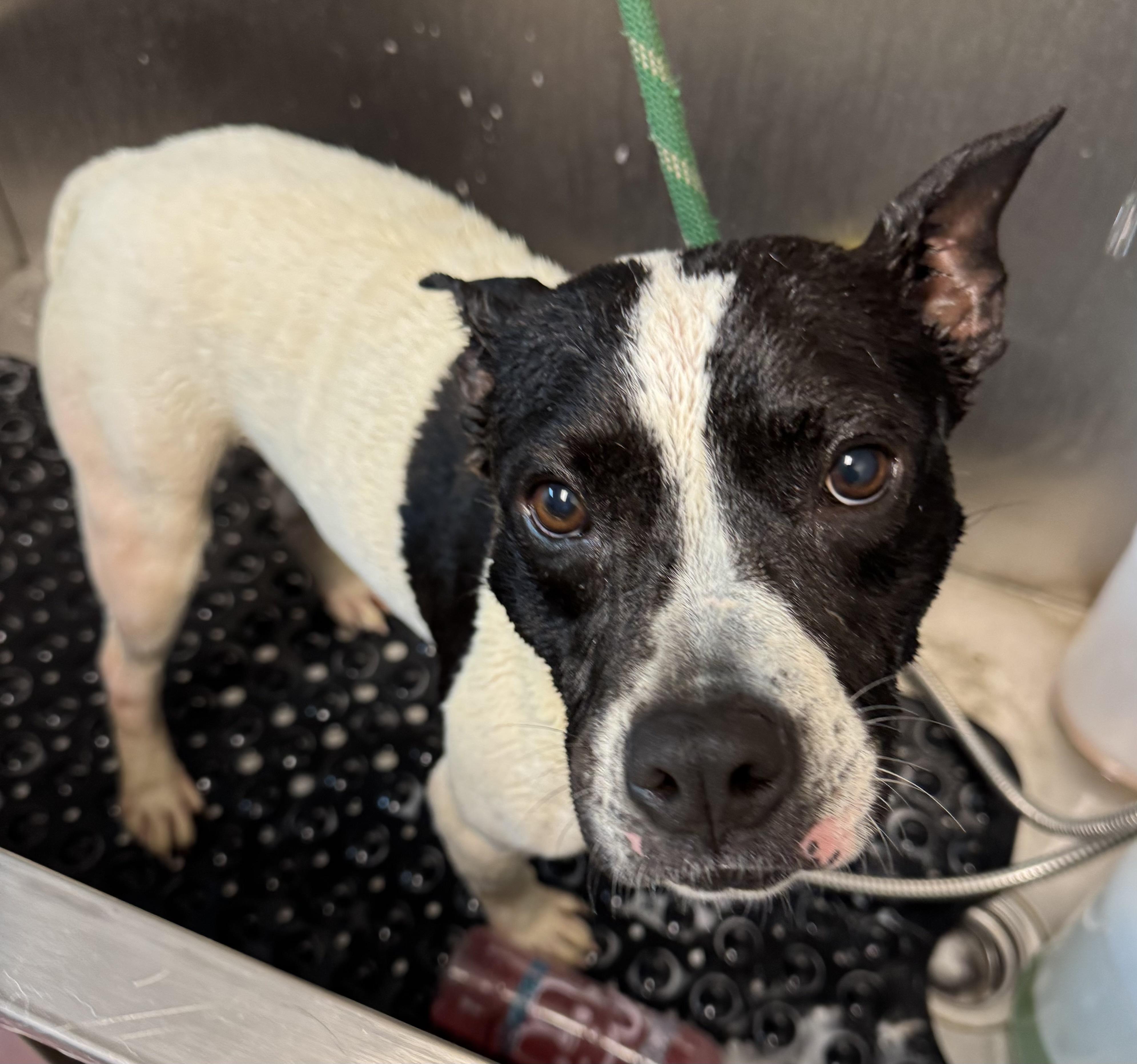 Plum ADOPTED, a ADOPTABLE mixed breed in Canton, OH image 5/5