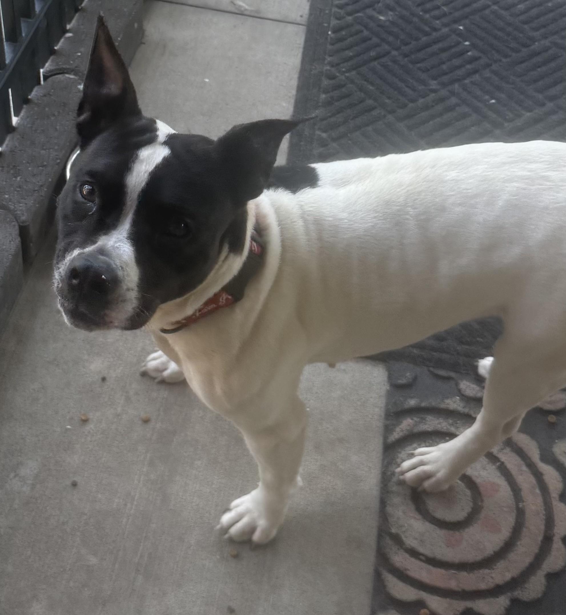 Plum ADOPTED, a ADOPTABLE mixed breed in Canton, OH image 3/5