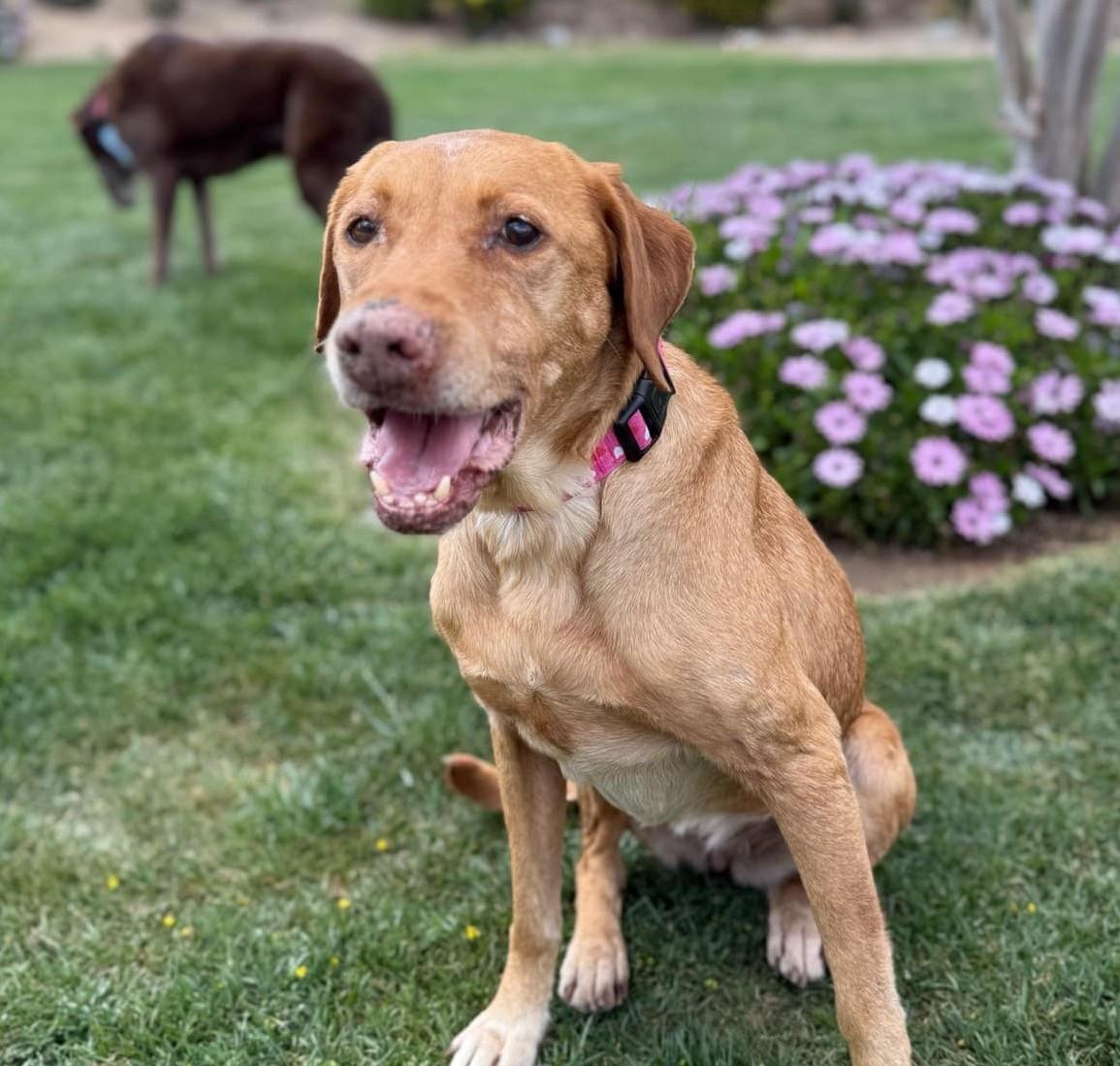 Enlarge Cookie, a Adopted mixed breed in Acton, CA image 1/5