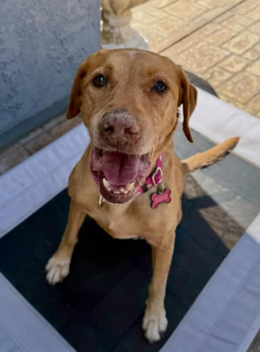 Enlarge Cookie, a Adopted mixed breed in Acton, CA image 2/5