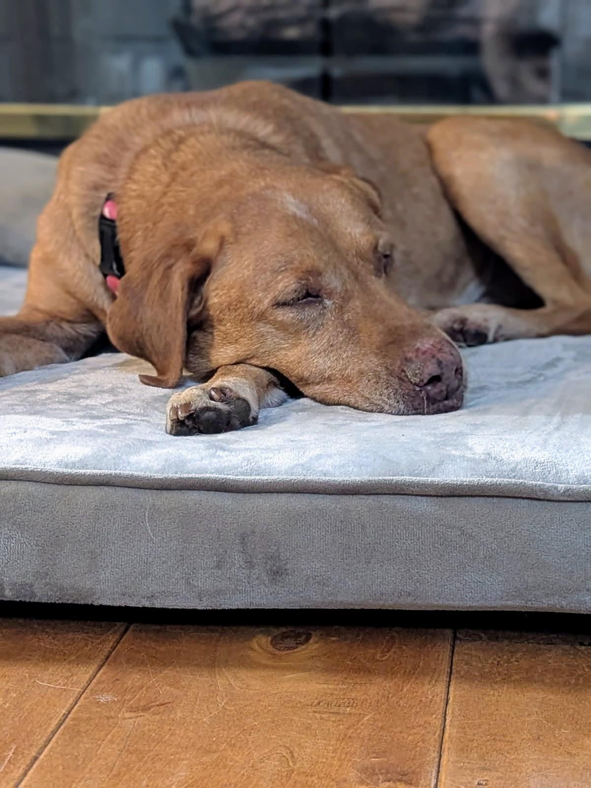 Enlarge Cookie, a Adopted mixed breed in Acton, CA image 3/5