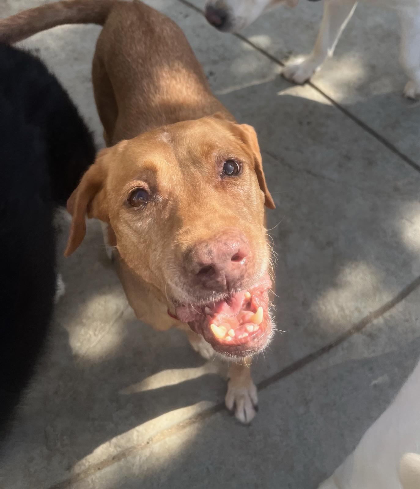 Enlarge Cookie, a Adopted mixed breed in Acton, CA image 4/5