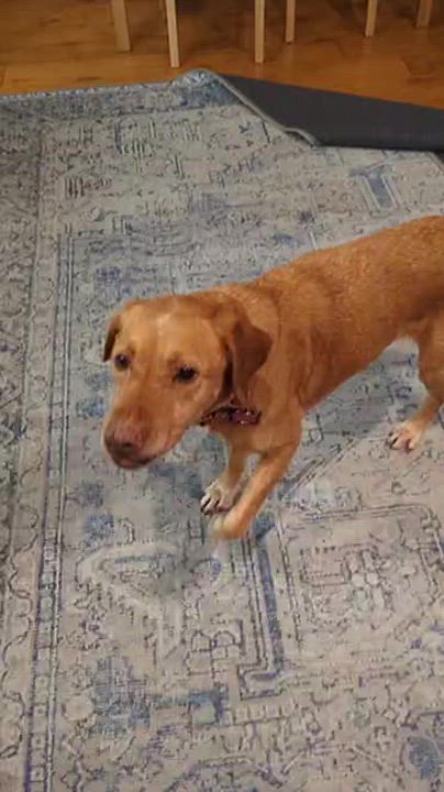 Enlarge Cookie, a Adopted mixed breed in Acton, CA video 5/5