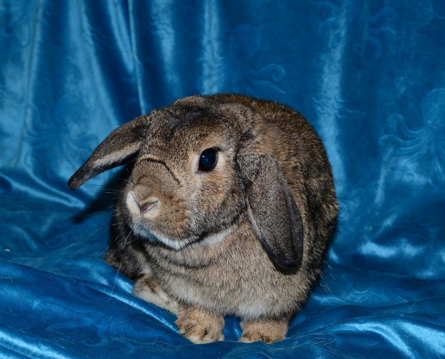 Honey, Adoptable, Adult Female Holland Lop.