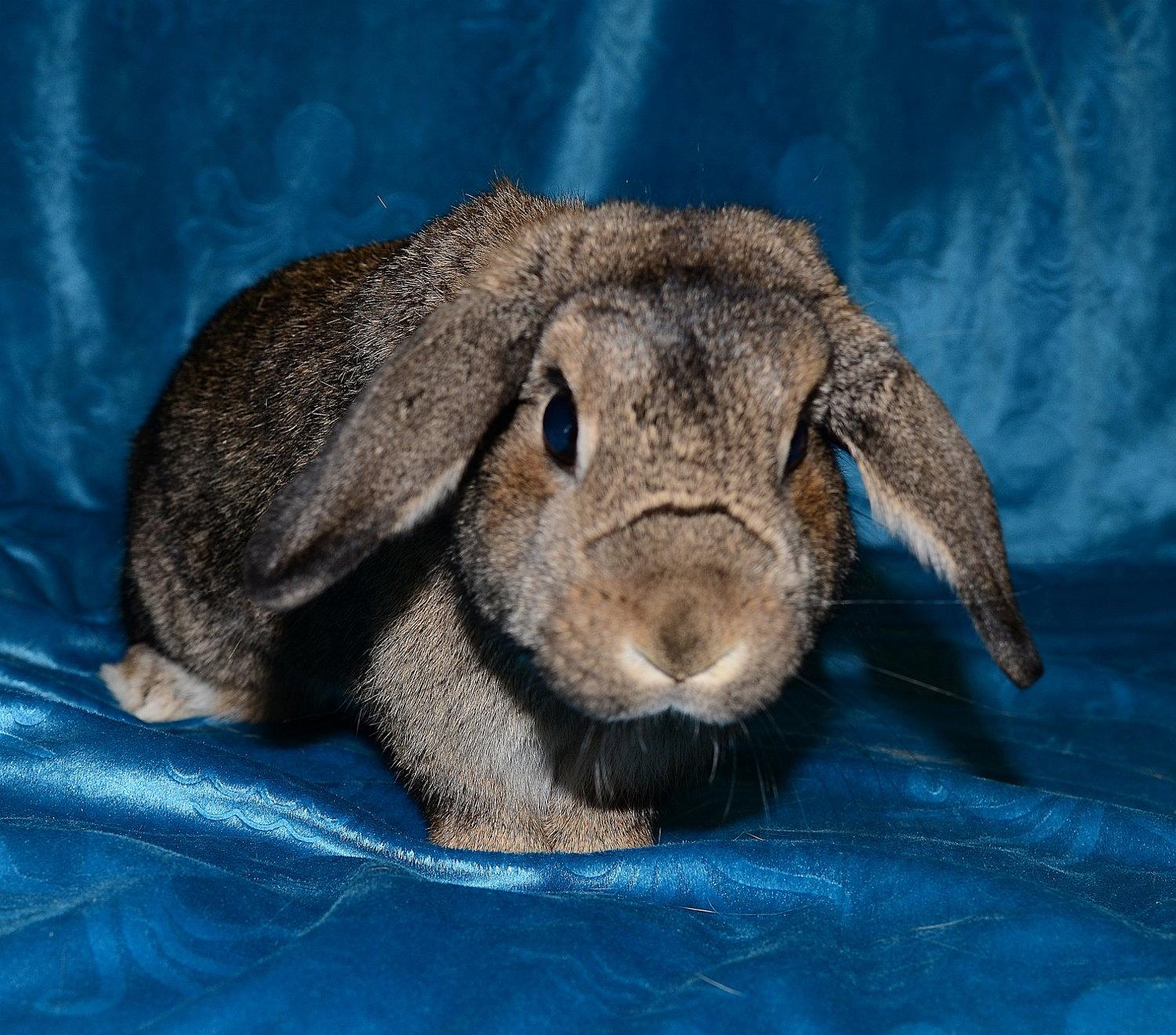 Enlarge Honey, a Adoptable Holland Lop in Chesterfield, MO image 2/3