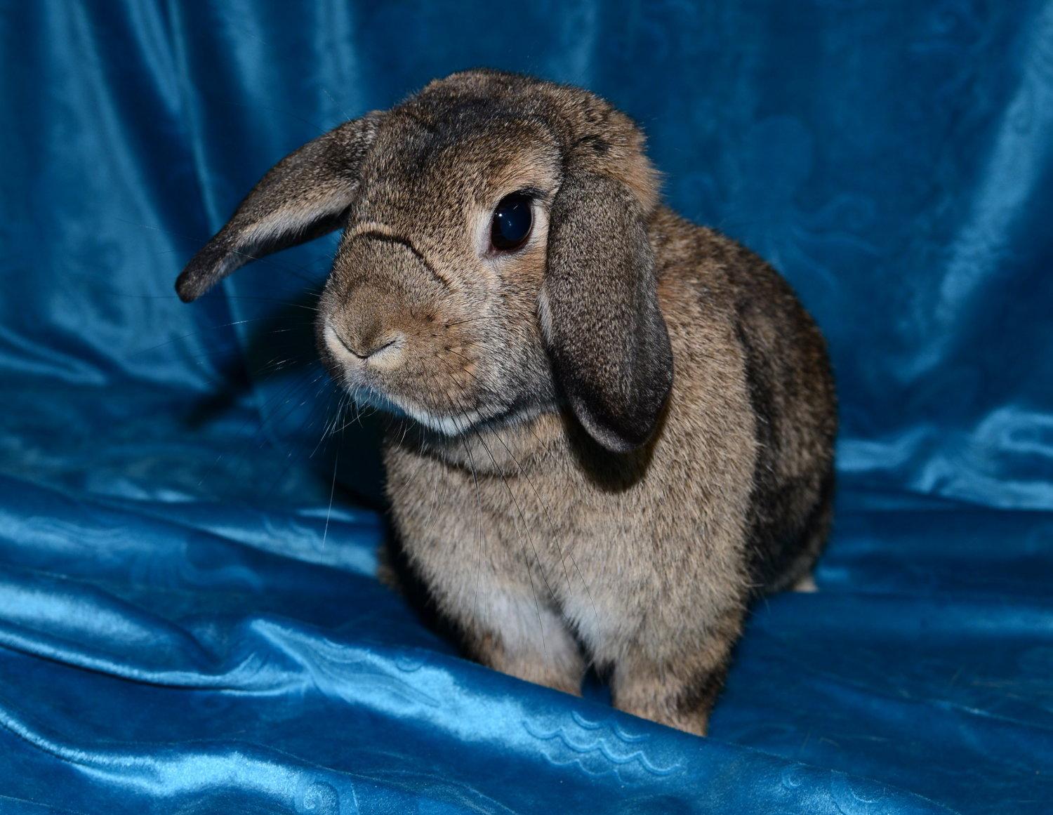 Enlarge Honey, a Adoptable Holland Lop in Chesterfield, MO image 3/3