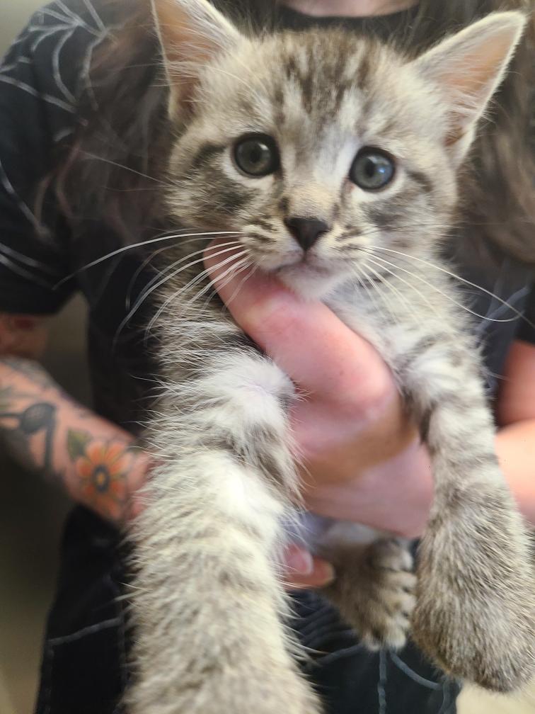 Dipper, ADOPTABLE, Kitten Male Domestic Short Hair & Maine Coon.