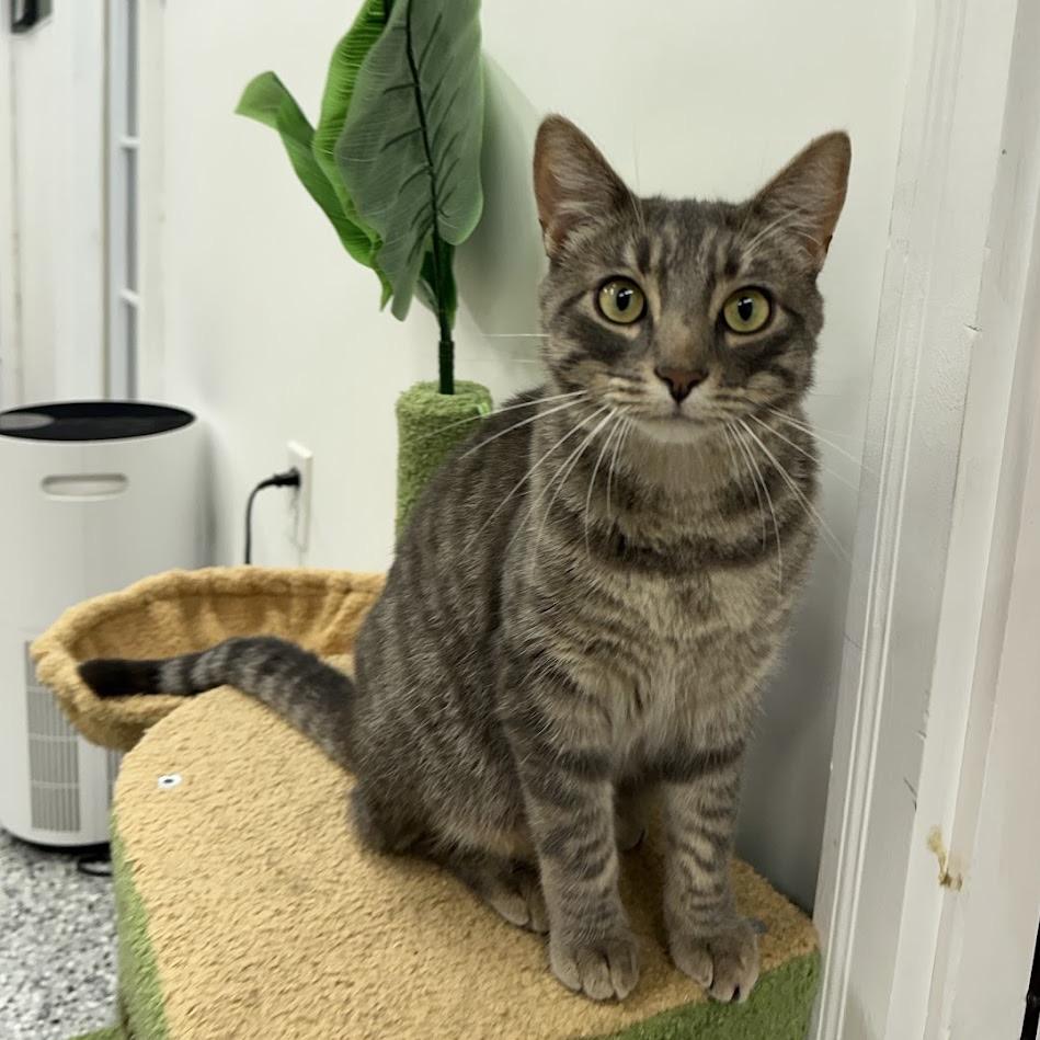 Kenny, Adoptable, Adult Male Domestic Short Hair.