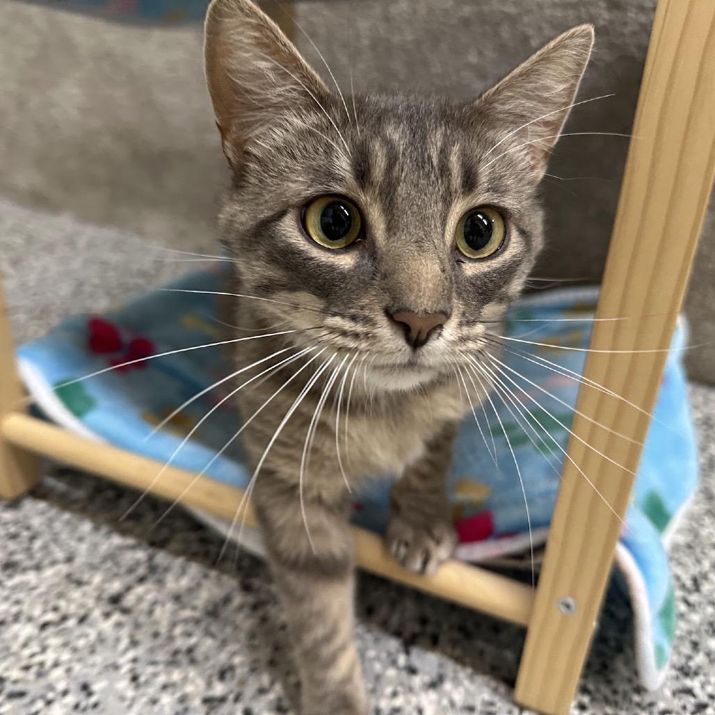 Kenny, a Adoptable Domestic Short Hair in Nowata, OK image 3/5