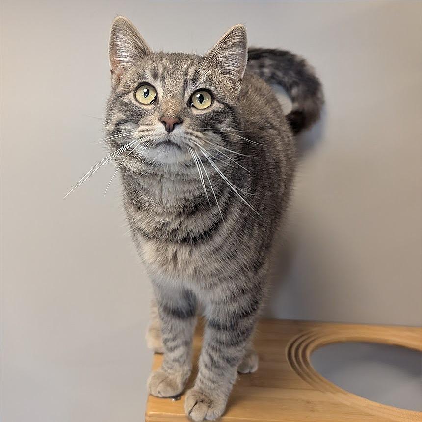 Kenny, a Adoptable Domestic Short Hair in Nowata, OK image 4/5