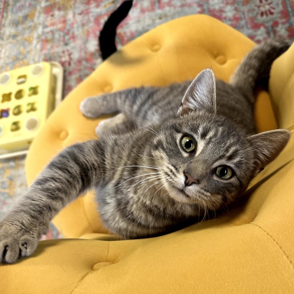 Kenny, a Adoptable Domestic Short Hair in Nowata, OK image 5/5