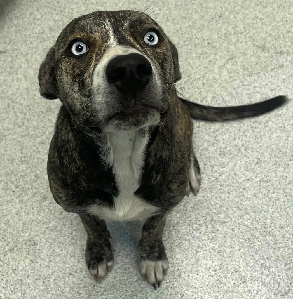 Enlarge Ladie, a Adoptable Plott Hound in Frankfort, KY image 1/1