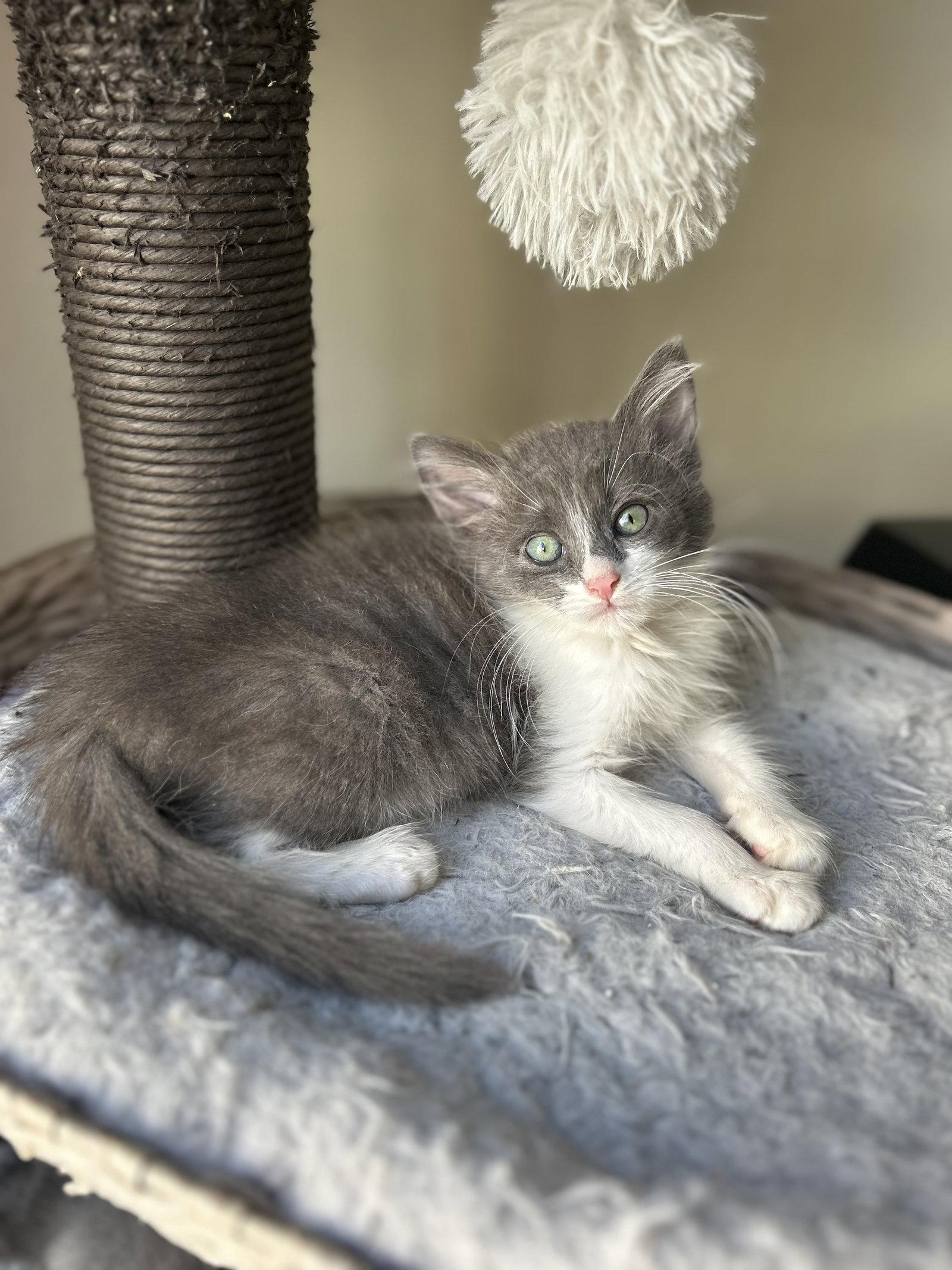 Ryland, Adoptable, Kitten Male Russian Blue & Tabby.