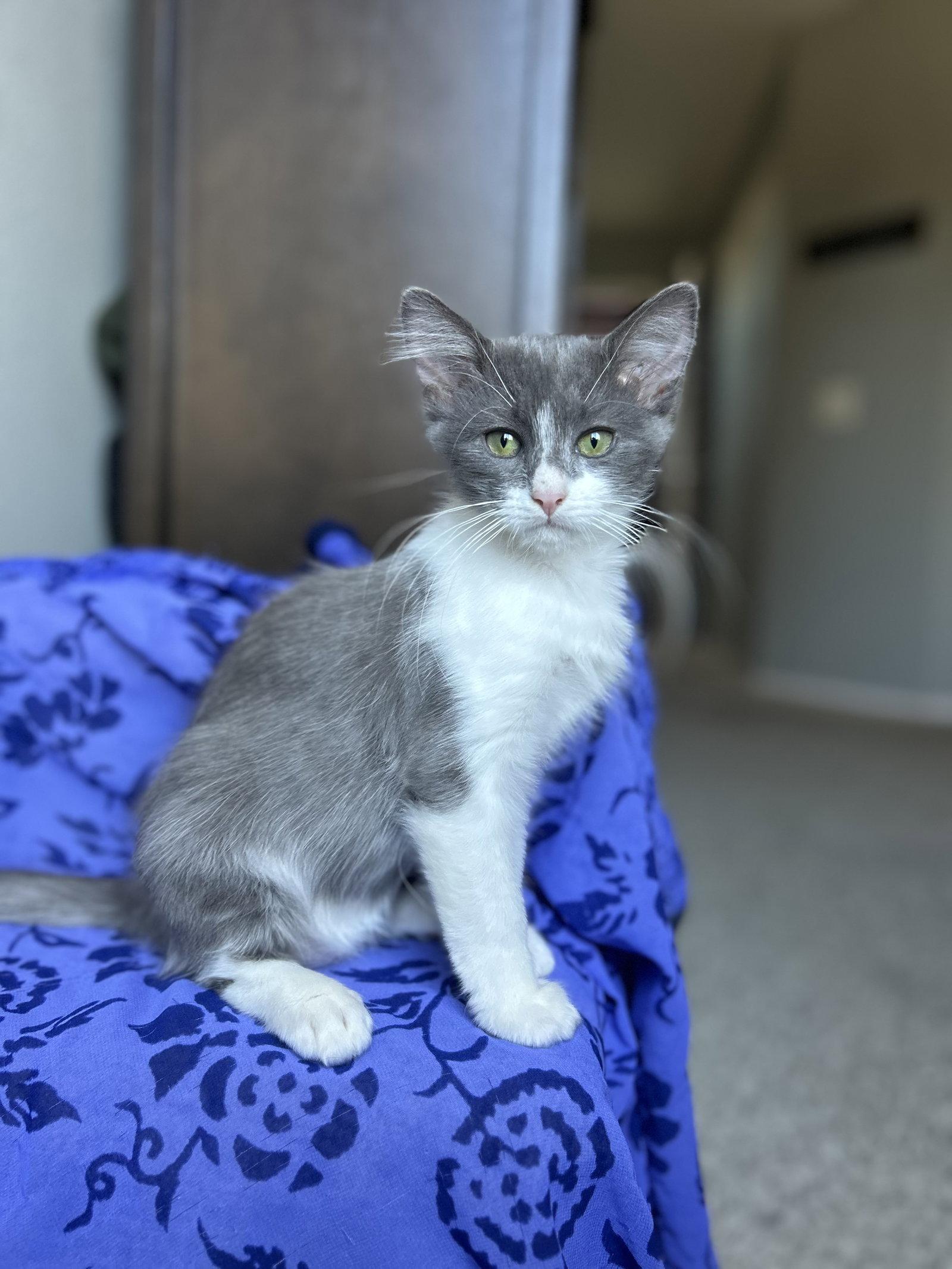 Enlarge Ryland, a Adoptable mixed breed in Laguna Niguel, CA image 3/3