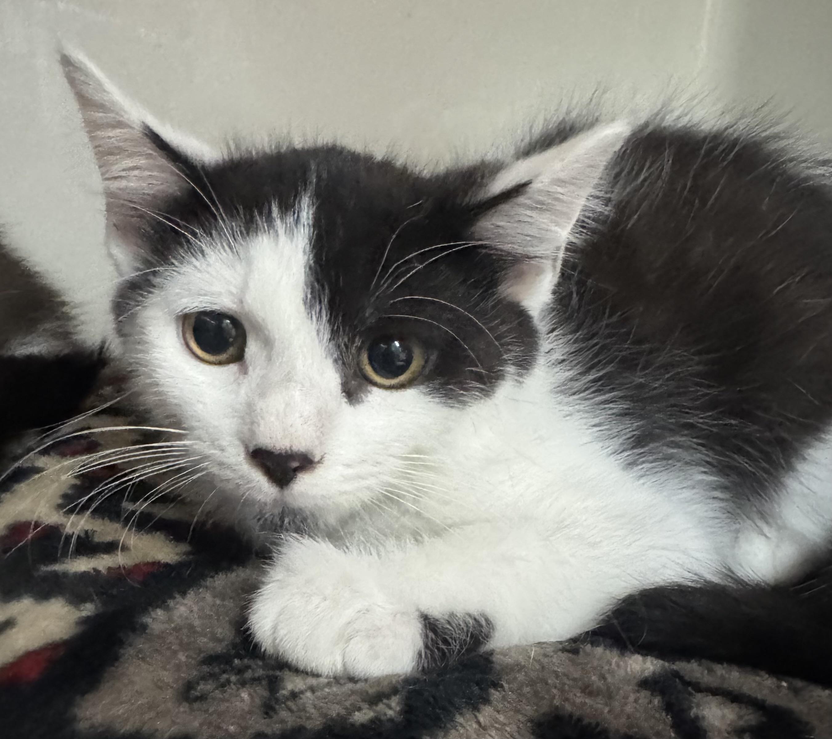 Enlarge JJ, a Adoptable Domestic Short Hair in Tomah, WI image 2/2