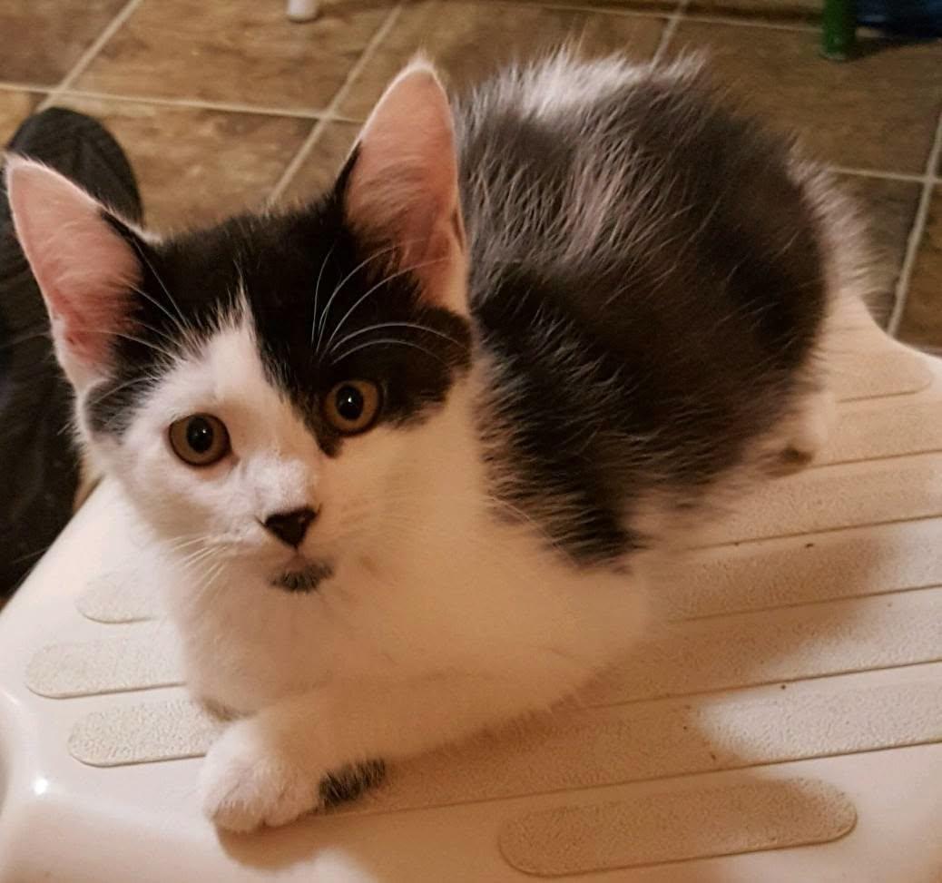 Enlarge JJ, a Adoptable Domestic Short Hair in Tomah, WI image 1/2