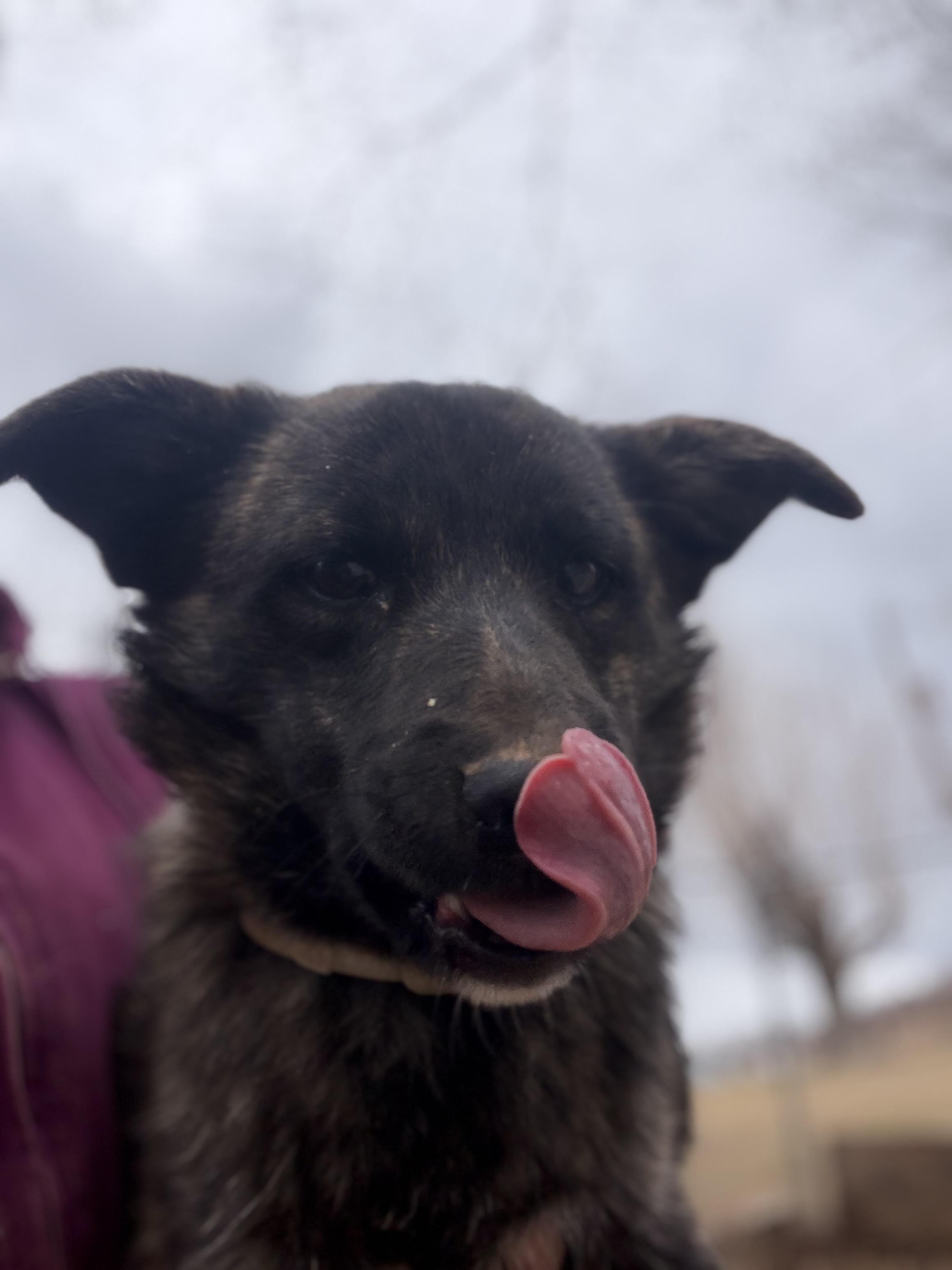 Bear, adopted, Puppy Male Corgi & Miniature Schnauzer.