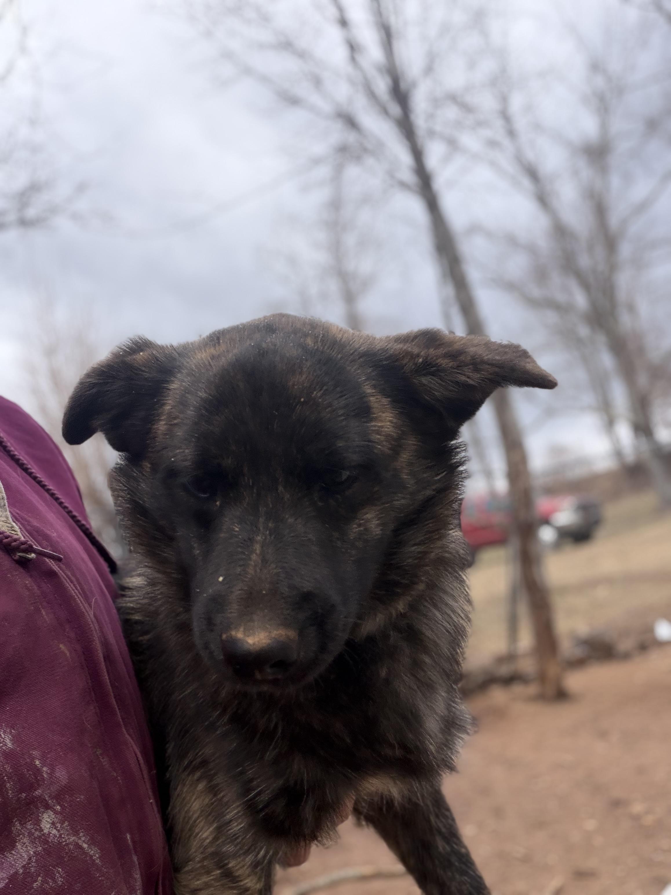 Enlarge Bear, an adopted mixed breed in Stuart, VA image 2/2