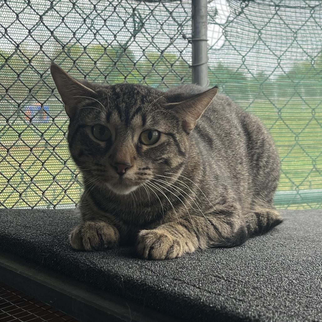 Billie, Adoptable, Adult Male Domestic Short Hair.