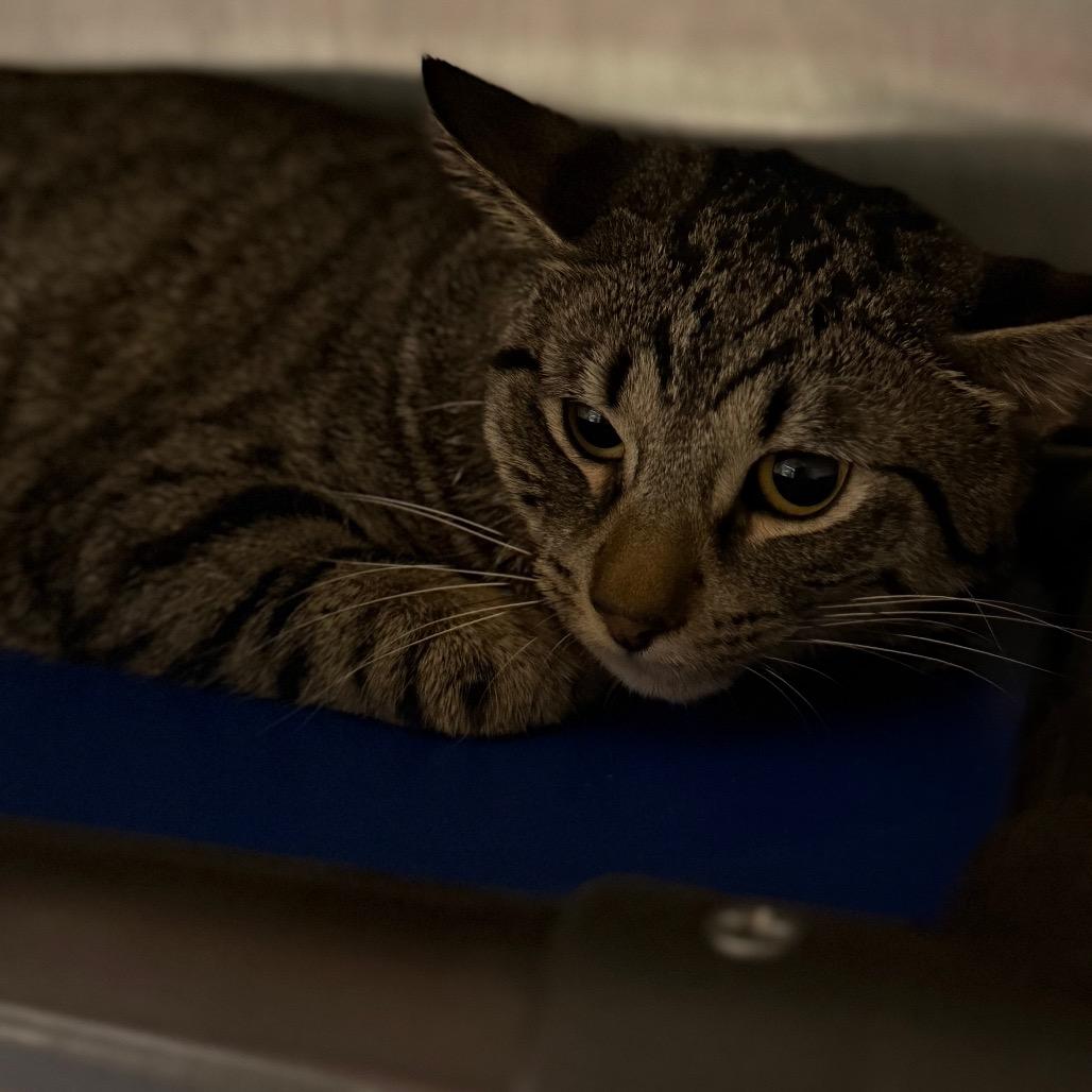 Enlarge Billie, a Adoptable Domestic Short Hair in Pauls Valley, OK image 2/3