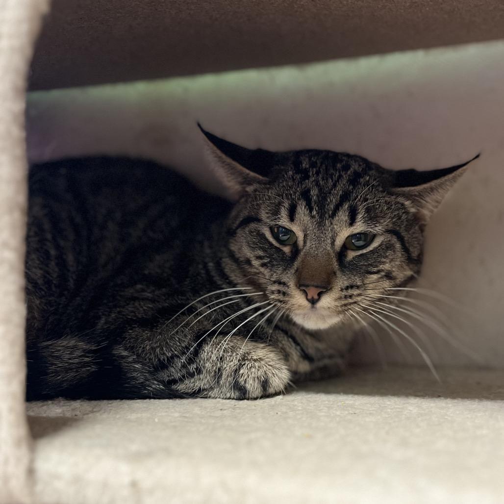 Enlarge Billie, a Adoptable Domestic Short Hair in Pauls Valley, OK image 3/3