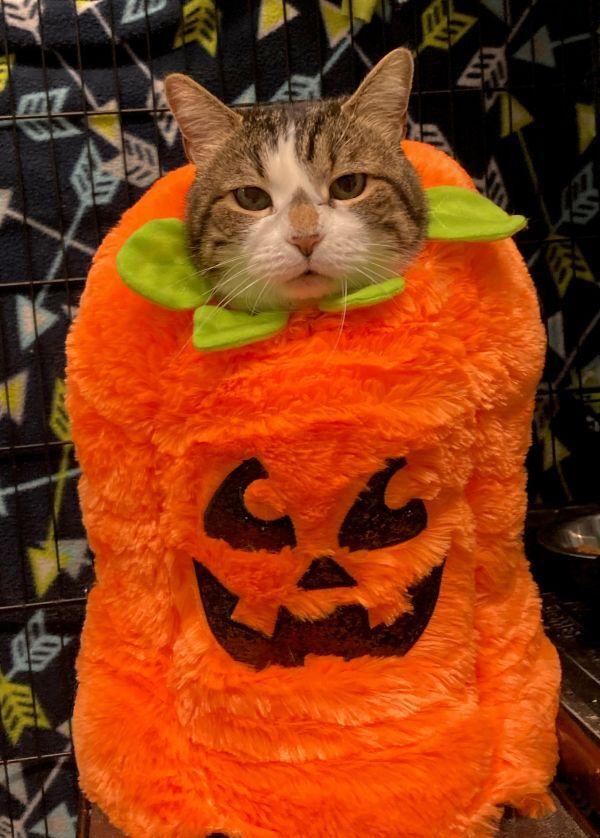 Enlarge Mr Kitty, a Adopted mixed breed in Germantown, OH image 1/3