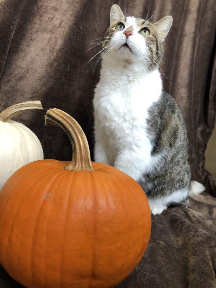 Enlarge Mr Kitty, a Adopted mixed breed in Germantown, OH image 2/3