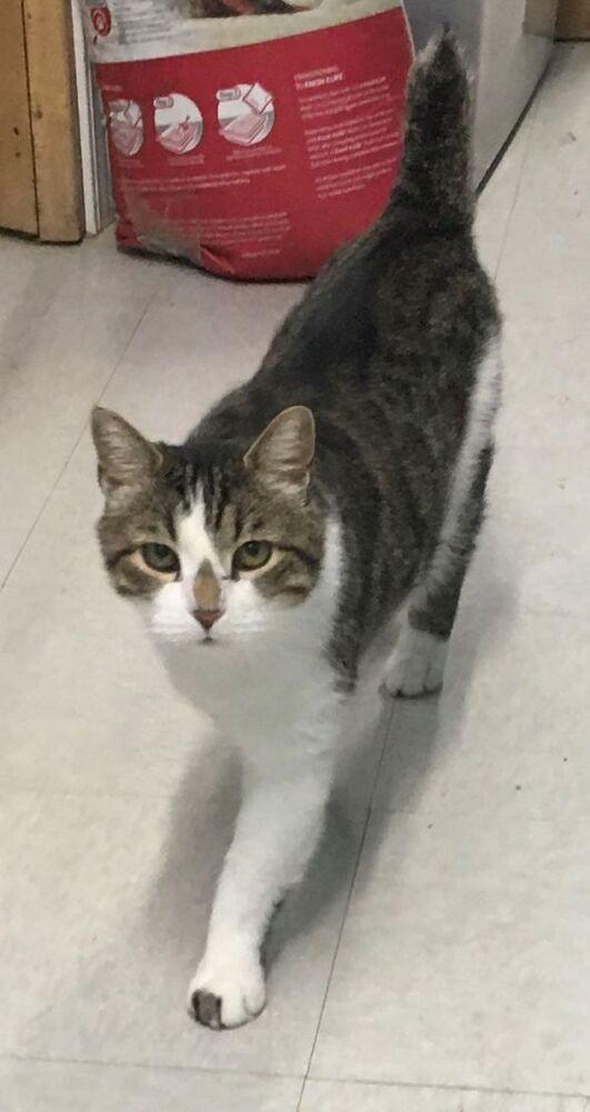 Enlarge Mr Kitty, a Adopted mixed breed in Germantown, OH image 3/3