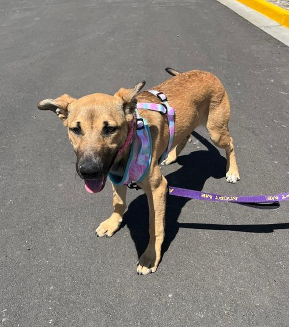 Enlarge Mindy, a ADOPTABLE mixed breed in Littleton, CO image 2/6