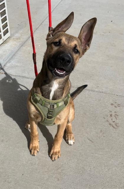 Enlarge Mindy, a ADOPTABLE mixed breed in Littleton, CO image 1/1
