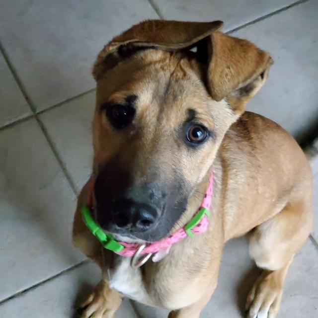 Enlarge Mindy, a ADOPTABLE mixed breed in Littleton, CO image 3/5