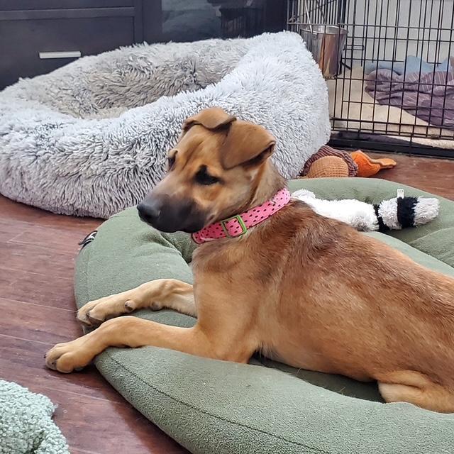 Enlarge Mindy, a ADOPTABLE mixed breed in Littleton, CO image 1/5