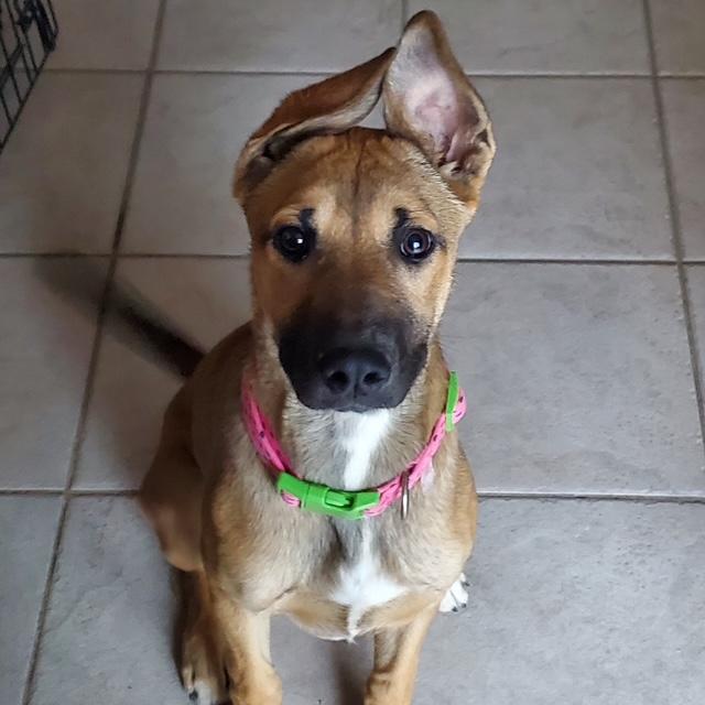 Mindy, ADOPTABLE, Young Female German Shepherd Dog.