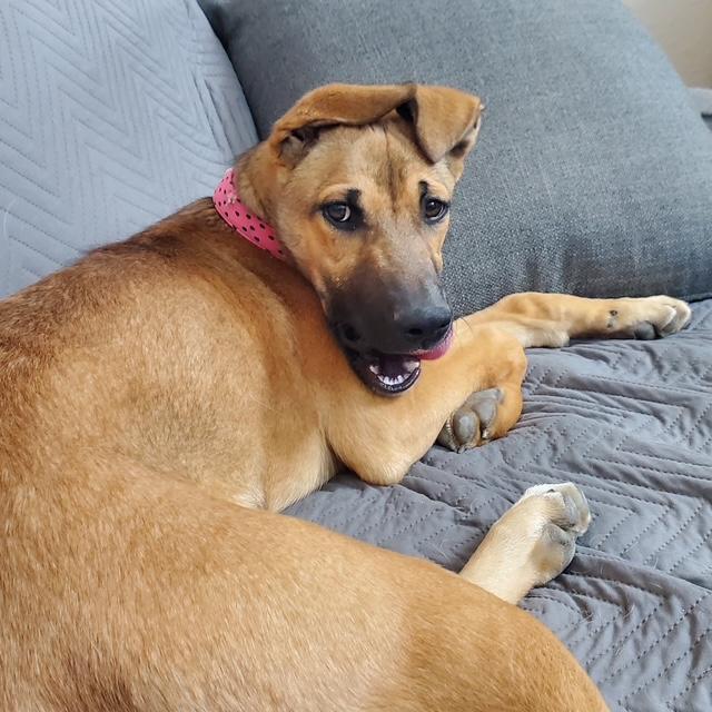 Enlarge Mindy, a ADOPTABLE mixed breed in Littleton, CO image 4/5