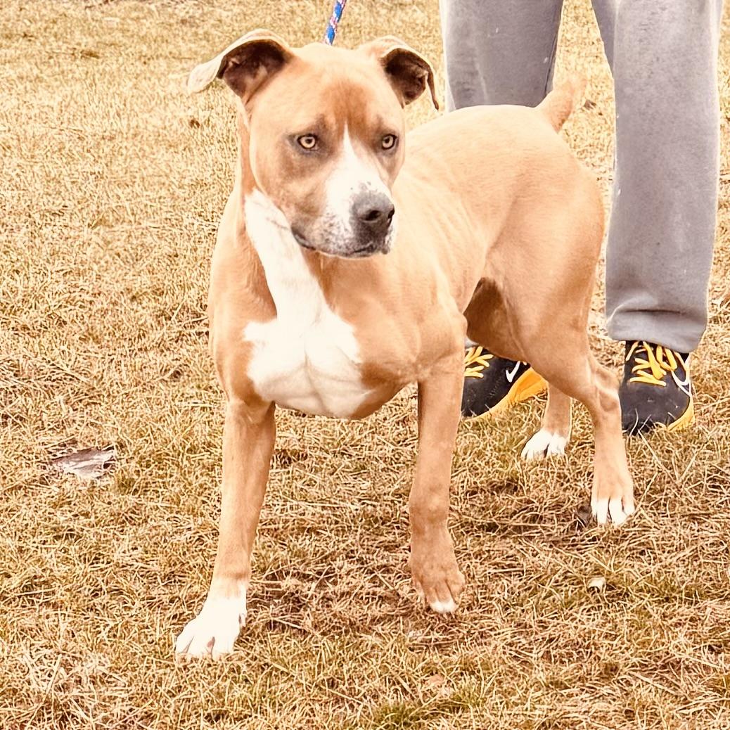 Enlarge ROCKY, a ADOPTABLE mixed breed in Wilmington, OH image 3/4